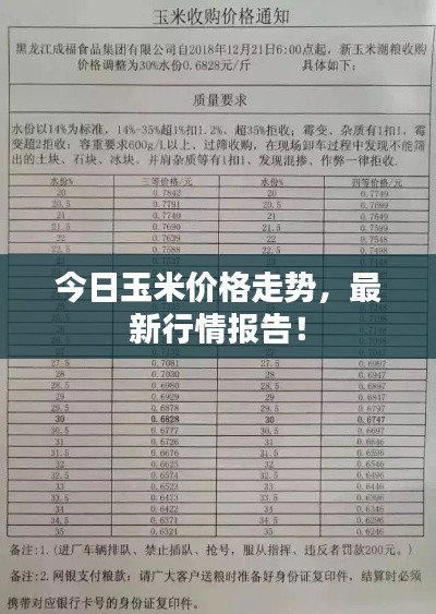 今日玉米价格走势,最新行情报告!