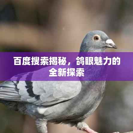 百度搜索揭秘，鸽眼魅力的全新探索