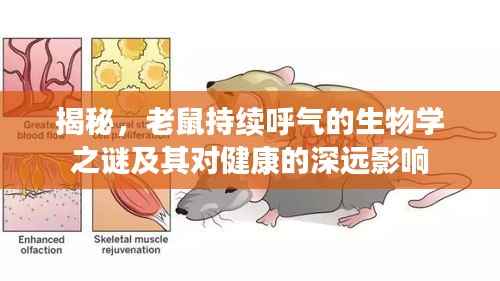 揭秘，老鼠持续呼气的生物学之谜及其对健康的深远影响