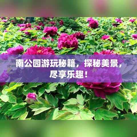 南公园游玩秘籍，探秘美景，尽享乐趣！
