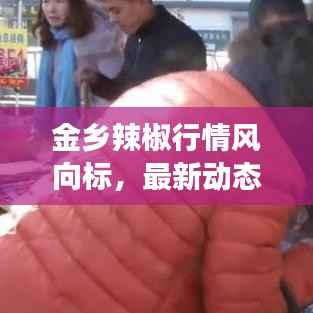 金乡辣椒行情风向标,最新动态与市场走势分析