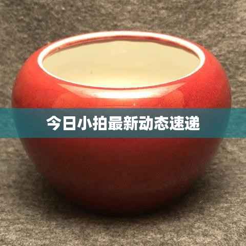 今日小拍最新动态速递