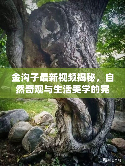 金沟子最新视频揭秘，自然奇观与生活美学的完美融合