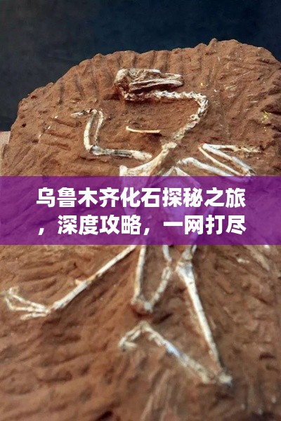 乌鲁木齐化石探秘之旅,深度攻略,一网打尽!