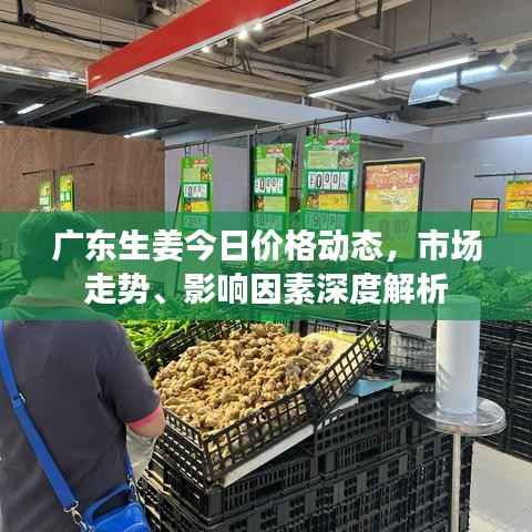 广东生姜今日价格动态,市场走势、影响因素深度解析