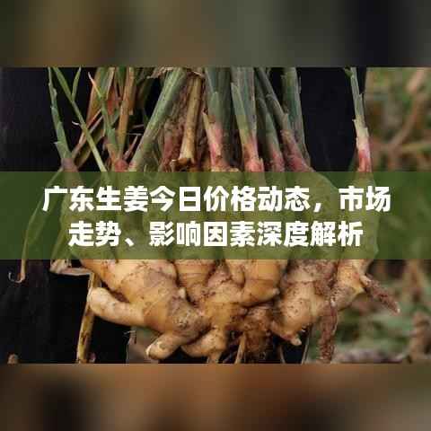 广东生姜今日价格动态,市场走势、影响因素深度解析