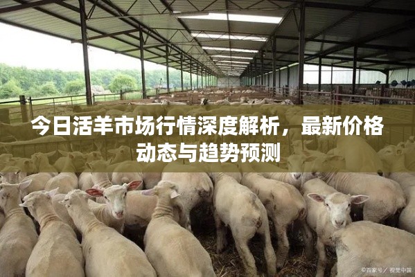 今日活羊市场行情深度解析，最新价格动态与趋势预测