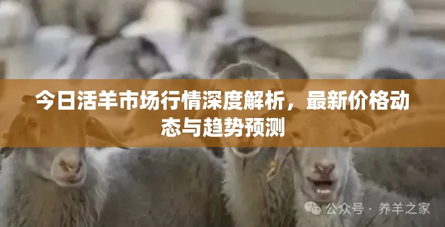 今日活羊市场行情深度解析,最新价格动态与趋势预测