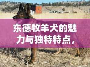 东德牧羊犬的魅力与独特特点，热门新闻头条不容错过