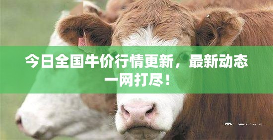 今日全国牛价行情更新,最新动态一网打尽!