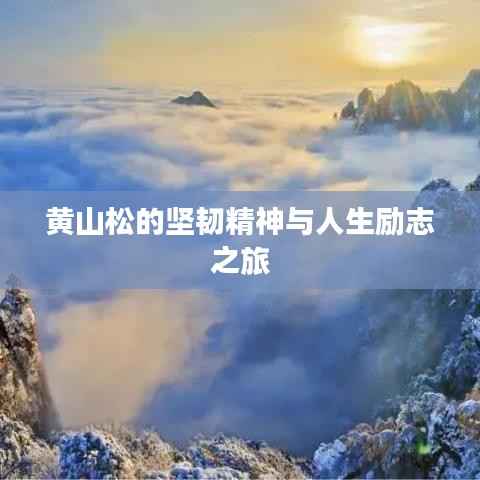黄山松的坚韧精神与人生励志之旅