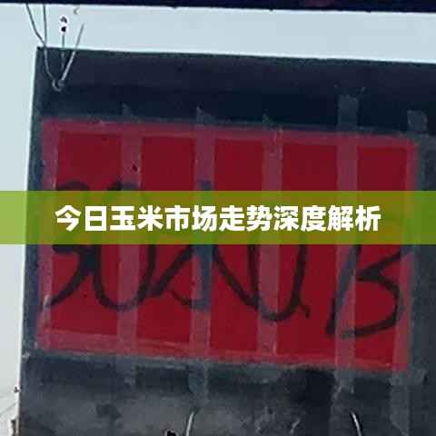 今日玉米市场走势深度解析
