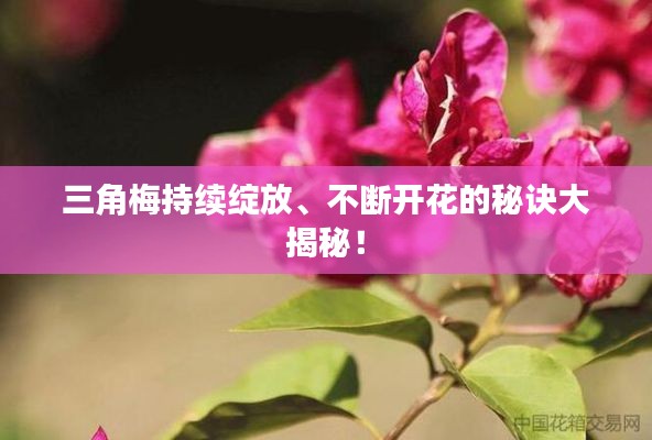 三角梅持续绽放、不断开花的秘诀大揭秘！