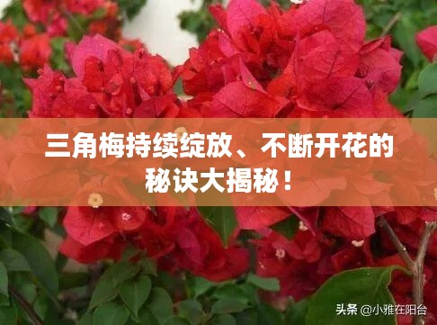 三角梅持续绽放、不断开花的秘诀大揭秘!