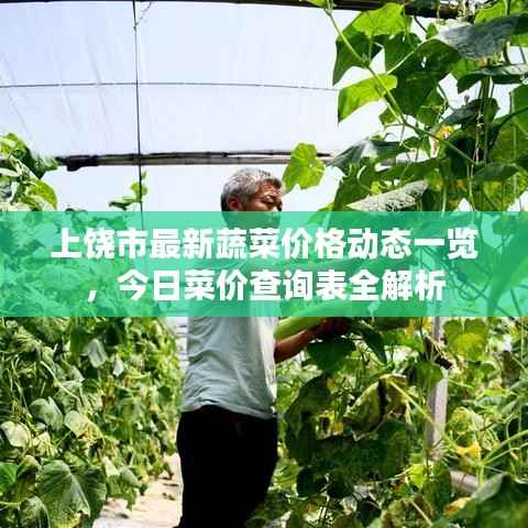 上饶市最新蔬菜价格动态一览，今日菜价查询表全解析