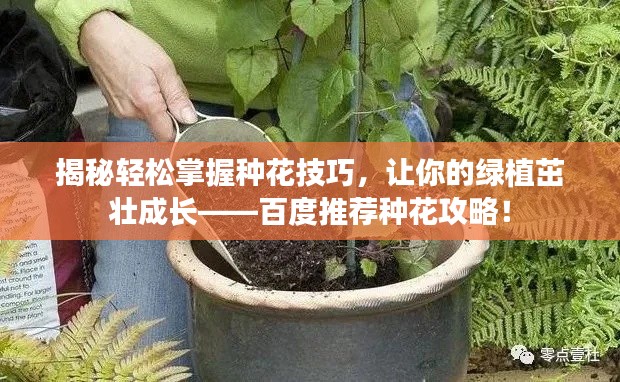 揭秘轻松掌握种花技巧,让你的绿植茁壮成长——百度推荐种花攻略!
