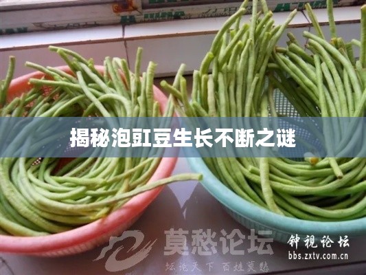揭秘泡豇豆生长不断之谜