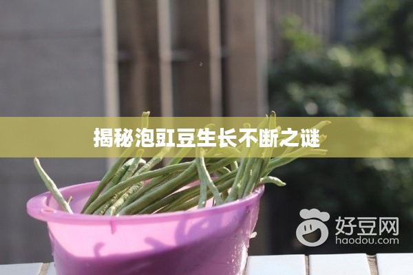 揭秘泡豇豆生长不断之谜
