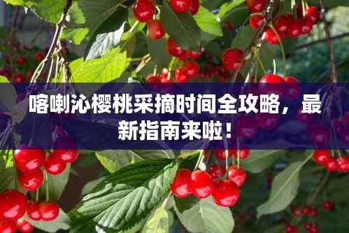 喀喇沁樱桃采摘时间全攻略,最新指南来啦!