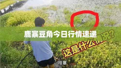 鹿寨豆角今日行情速递