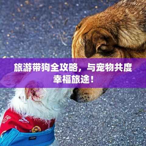 旅游带狗全攻略，与宠物共度幸福旅途！