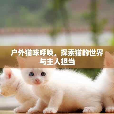 户外猫咪呼唤，探索猫的世界与主人担当