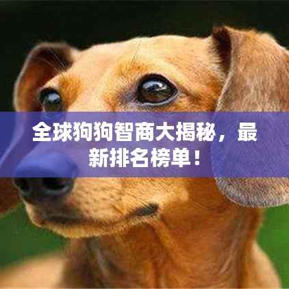 全球狗狗智商大揭秘，最新排名榜单！