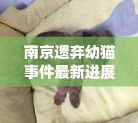 南京遗弃幼猫事件最新进展,爱心救助与责任追究的双重关注