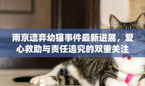南京遗弃幼猫事件最新进展,爱心救助与责任追究的双重关注