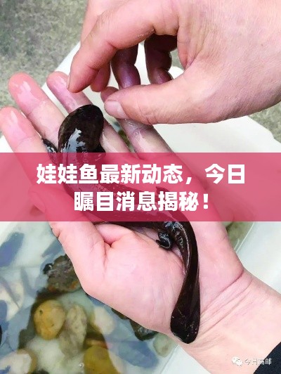 娃娃鱼最新动态，今日瞩目消息揭秘！