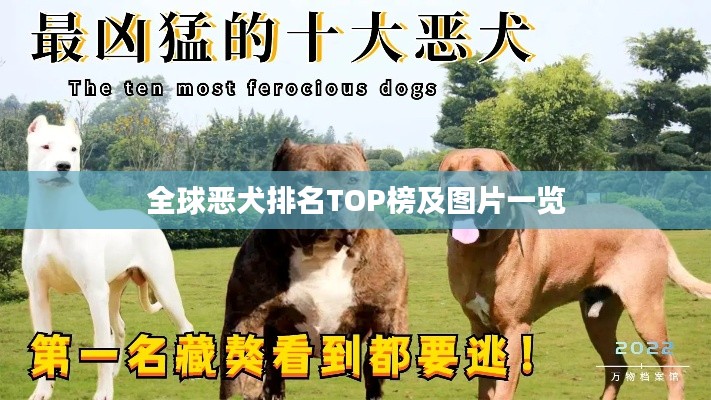 全球恶犬排名TOP榜及图片一览