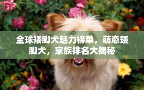 全球矮脚犬魅力榜单,萌态矮脚犬,家族排名大揭秘