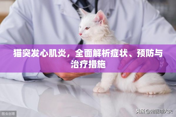 猫突发心肌炎,全面解析症状、预防与治疗措施