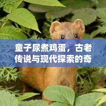 童子尿煮鸡蛋,古老传说与现代探索的奇妙交融