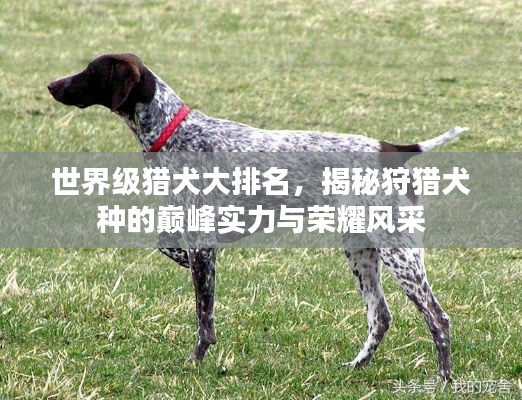世界级猎犬大排名，揭秘狩猎犬种的巅峰实力与荣耀风采