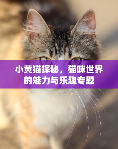 小黄猫探秘，猫咪世界的魅力与乐趣专题