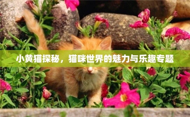 小黄猫探秘,猫咪世界的魅力与乐趣专题