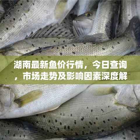 湖南最新鱼价行情,今日查询,市场走势及影响因素深度解析