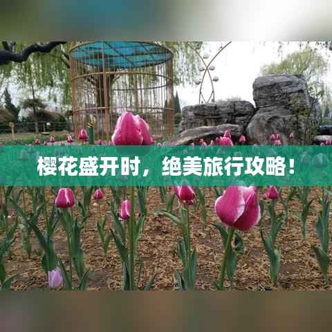 樱花盛开时,绝美旅行攻略!