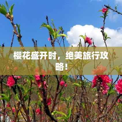 樱花盛开时,绝美旅行攻略!
