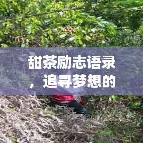 甜茶励志语录，追寻梦想的力量与人生甘甜的旅程