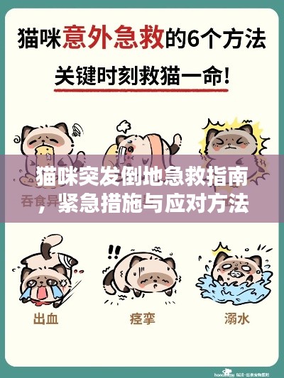猫咪突发倒地急救指南,紧急措施与应对方法