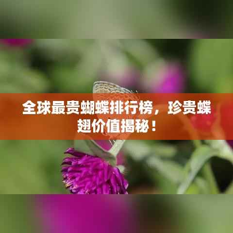 全球最贵蝴蝶排行榜,珍贵蝶翅价值揭秘!