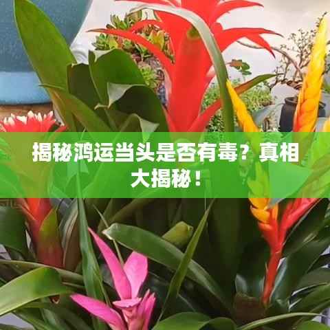 揭秘鸿运当头是否有毒?真相大揭秘!