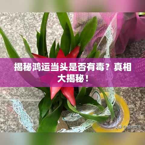 揭秘鸿运当头是否有毒?真相大揭秘!