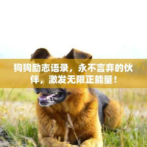 狗狗励志语录,永不言弃的伙伴,激发无限正能量!
