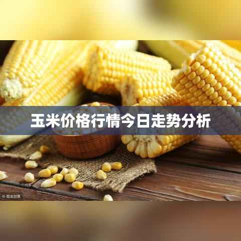 玉米价格行情今日走势分析