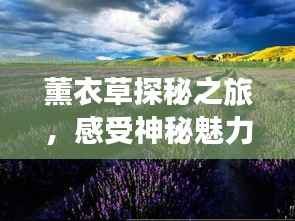 薰衣草探秘之旅,感受神秘魅力的图片之旅
