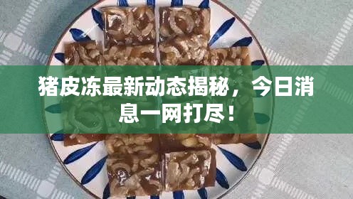 猪皮冻最新动态揭秘，今日消息一网打尽！