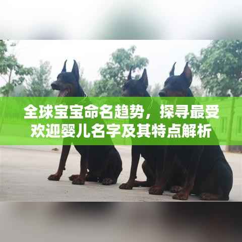 全球宝宝命名趋势,探寻最受欢迎婴儿名字及其特点解析